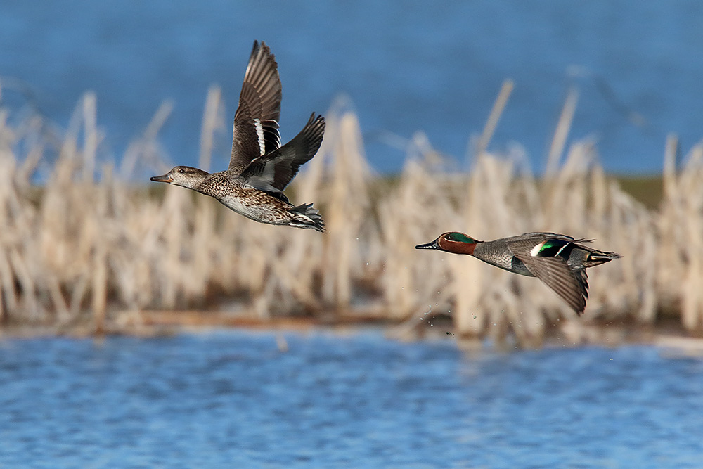 Ad ali spiegate, il sogno di Icaro.